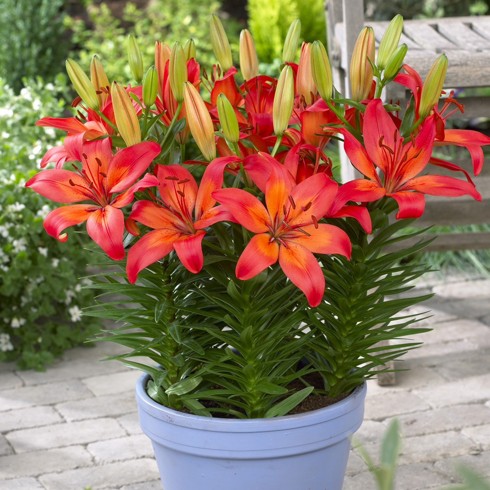 Lilium Asiatic 'Matrix'
